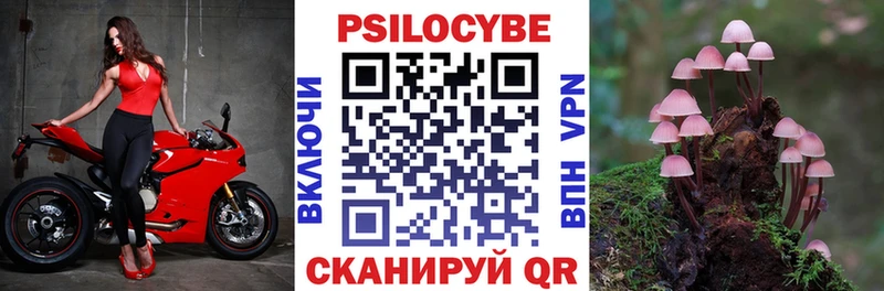Псилоцибиновые грибы Cubensis  Стародуб 